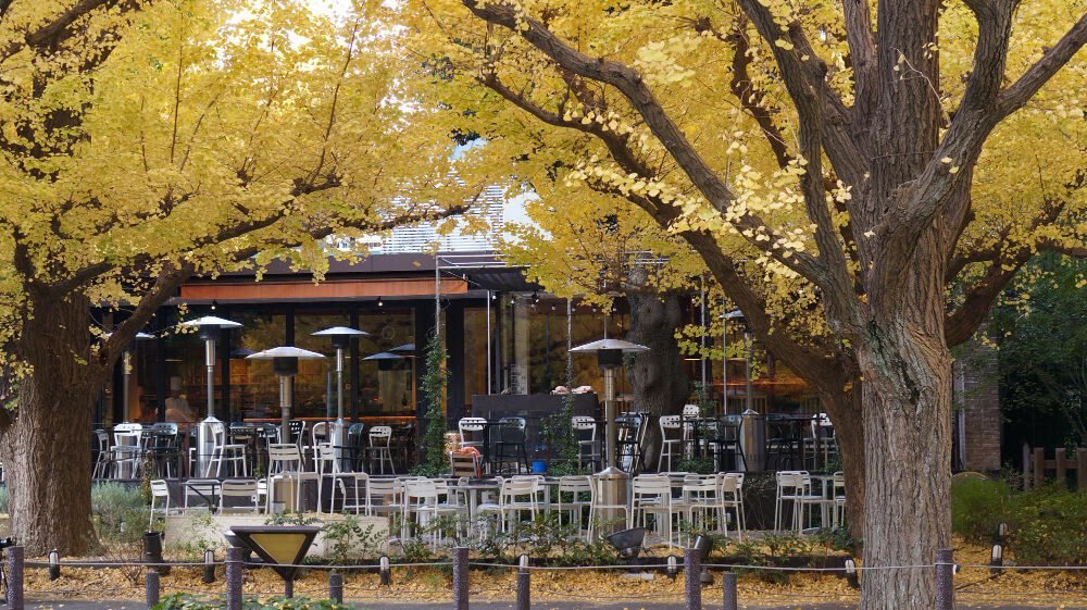 The Fig Tree